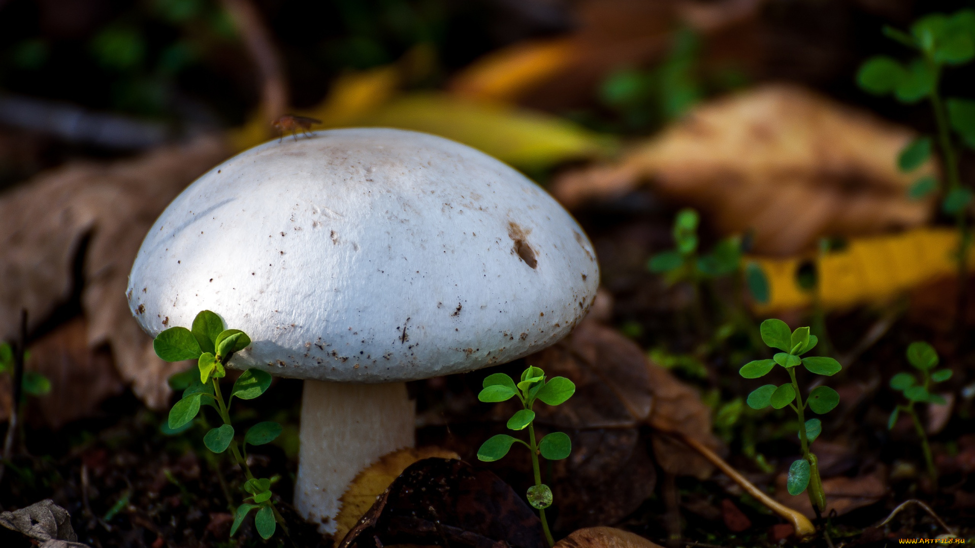 природа, грибы, макро