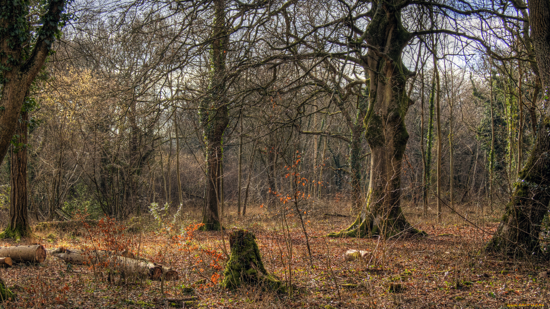 природа, лес, бревна, пни, кустарник, дубы, осень