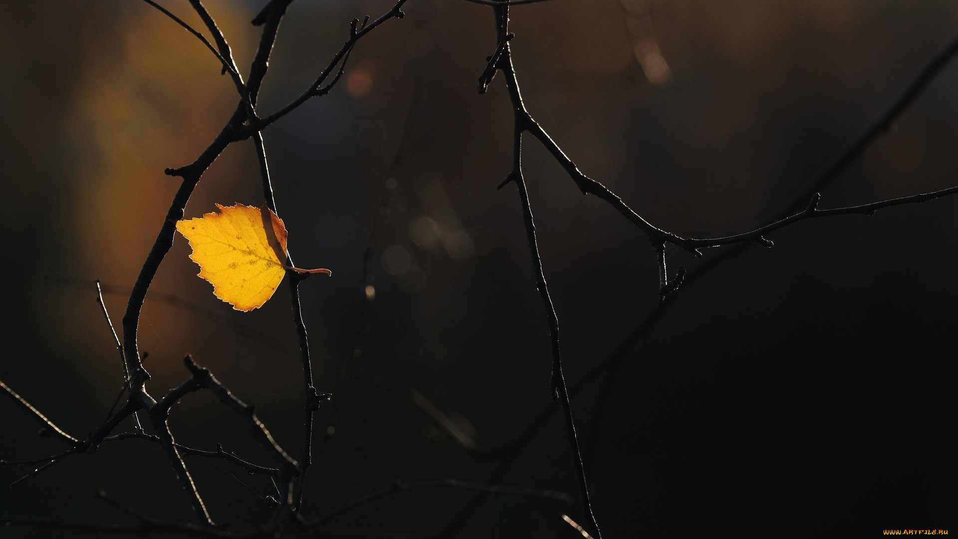 природа, листья, ветка, осень, макро