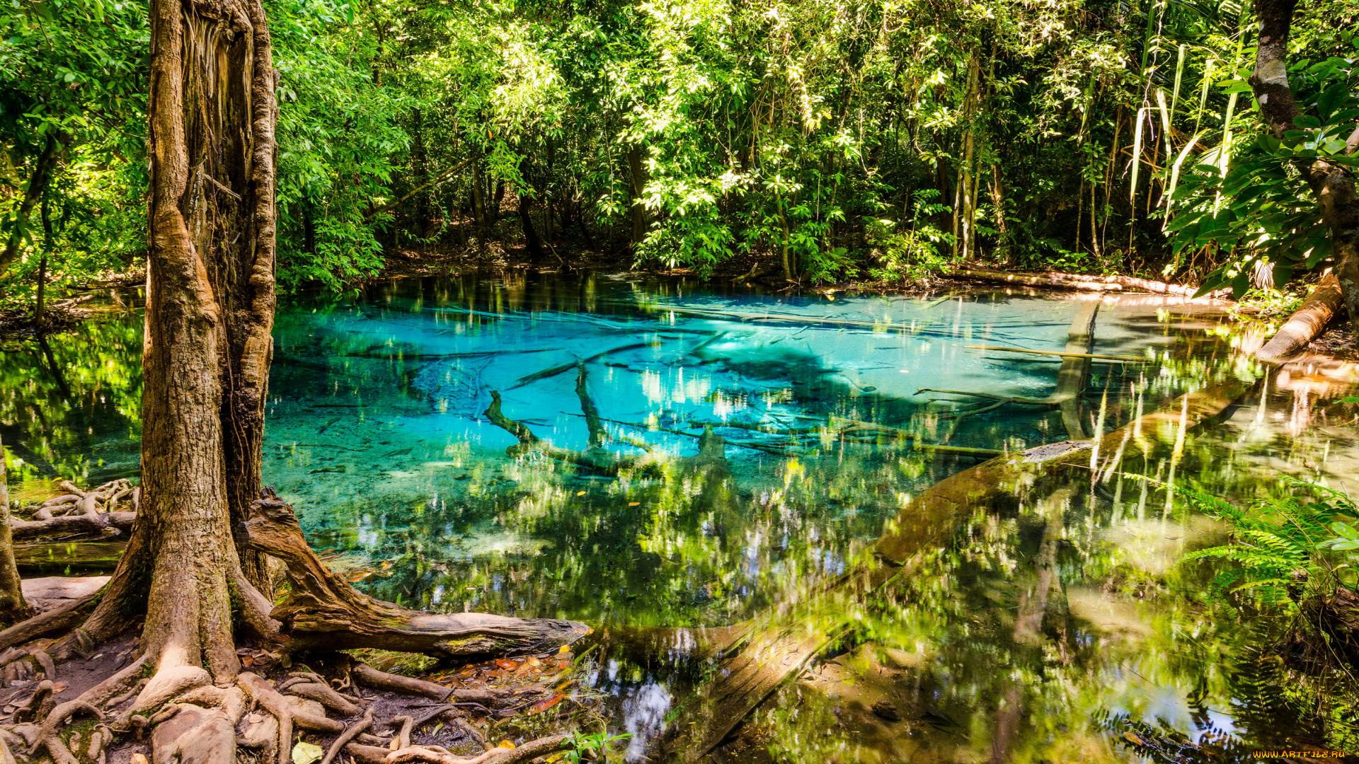 природа, реки, озера, лето, озеро, деревья, лес