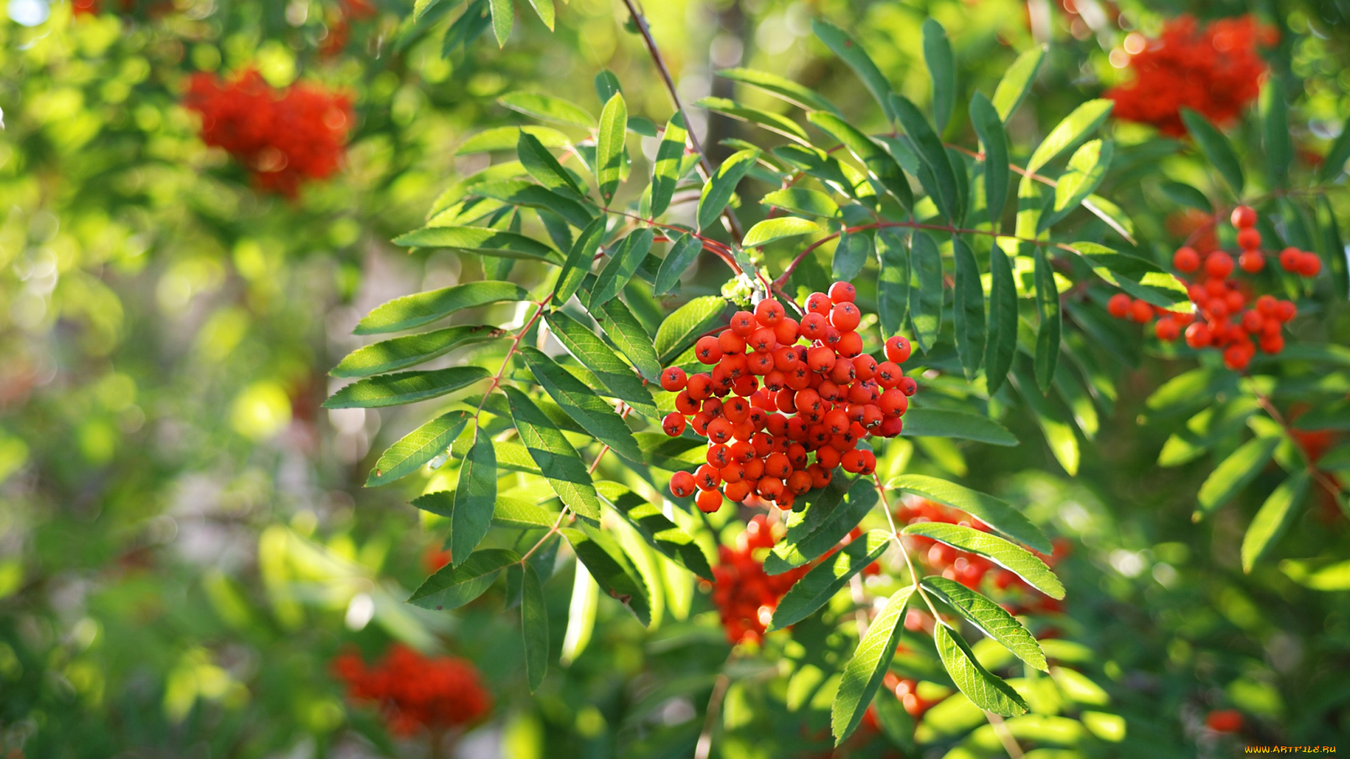 природа, Ягоды, , рябина, гроздья