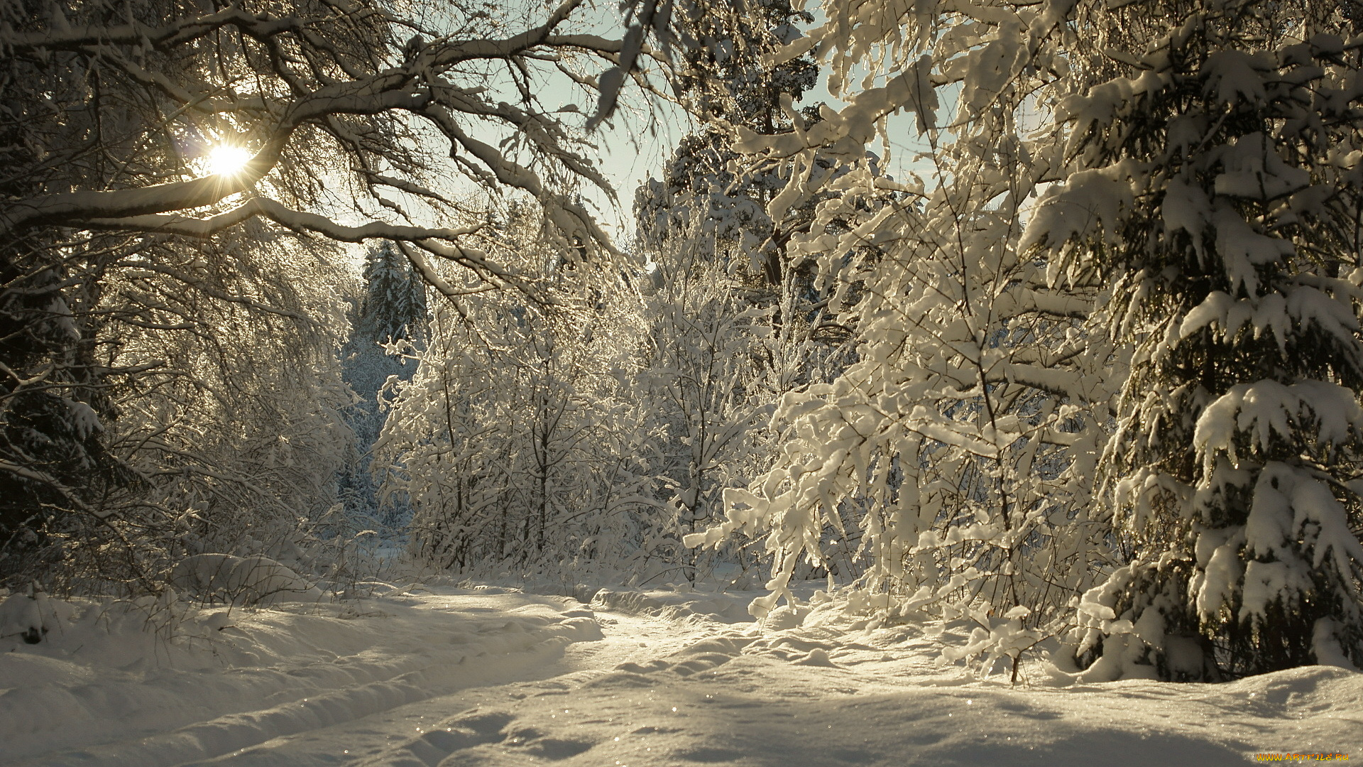 природа, зима, снег, лес