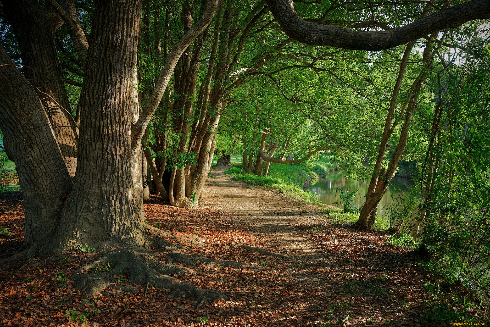 природа, дороги, деревья, тропинка