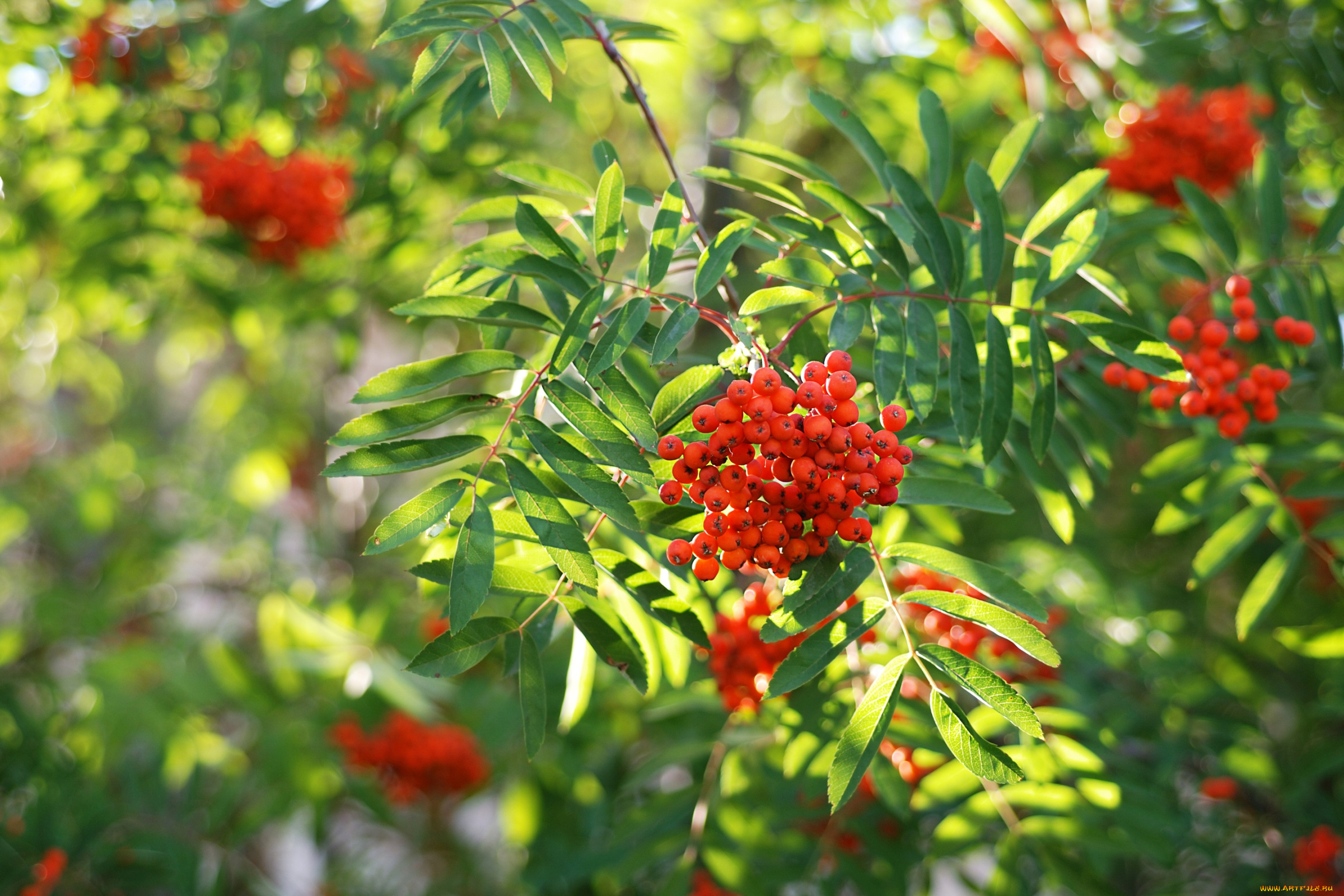 природа, Ягоды, , рябина, гроздья