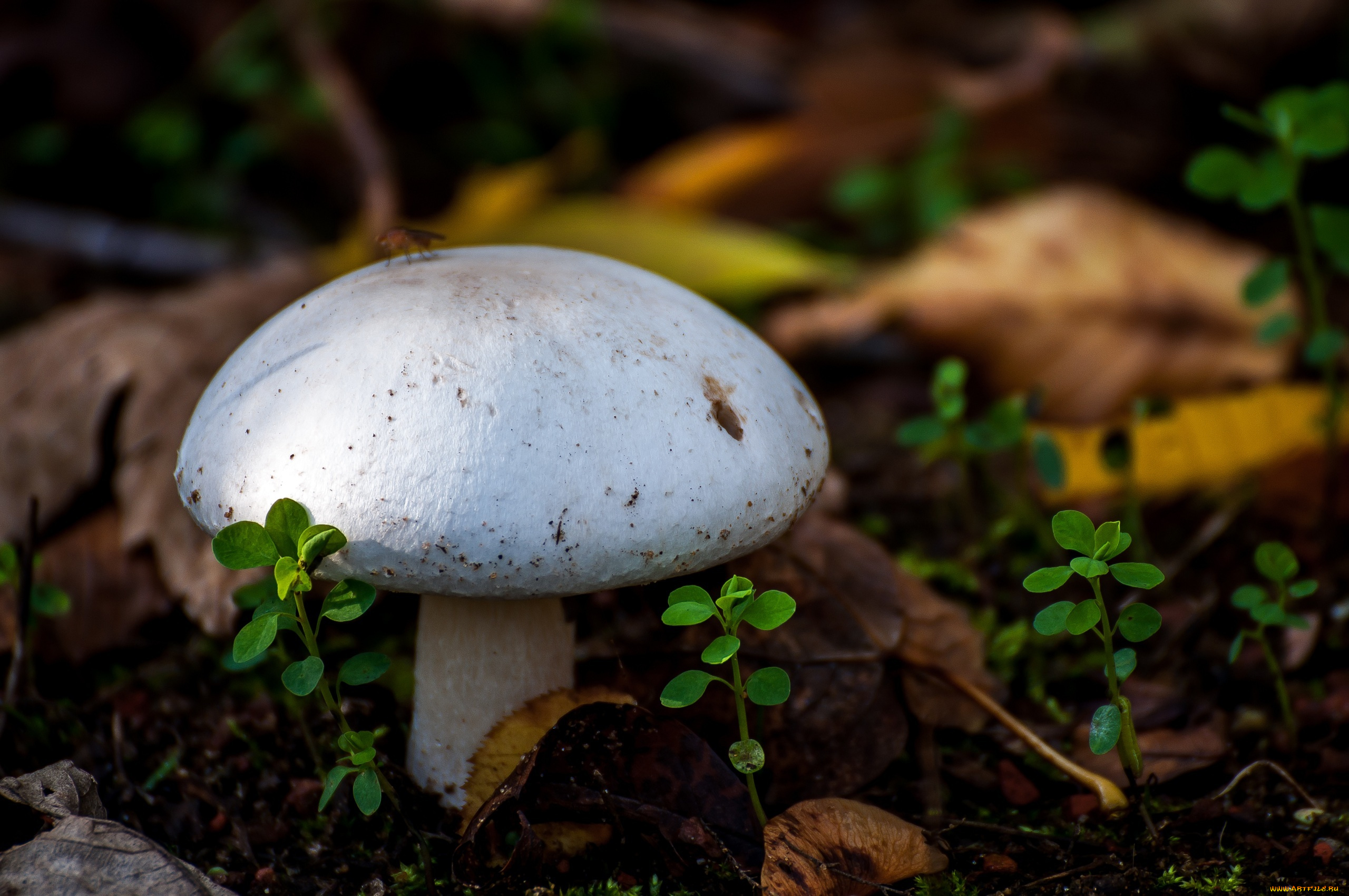 природа, грибы, макро