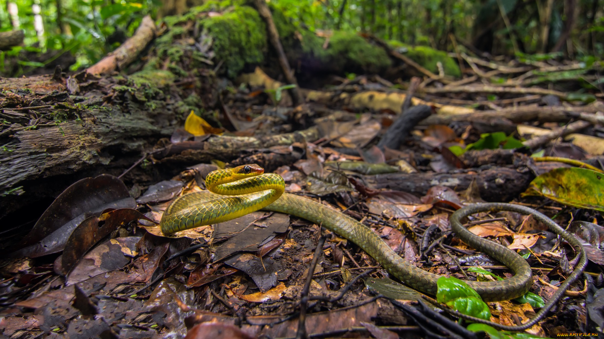 chironius, exoletus, животные, змеи, , питоны, , кобры, змейка