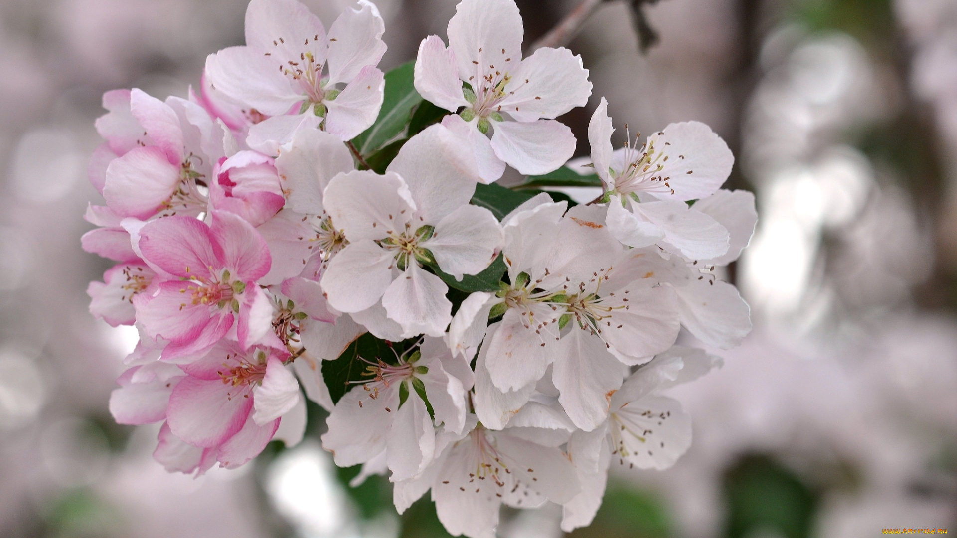 цветы, цветущие, деревья, , , кустарники, нежность, лепестки, цветение, ветка, весна