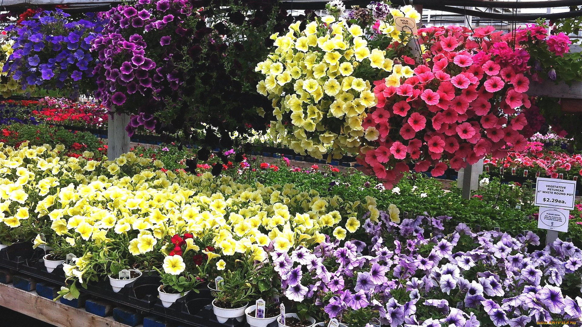 цветы, петунии, , калибрахоа, много