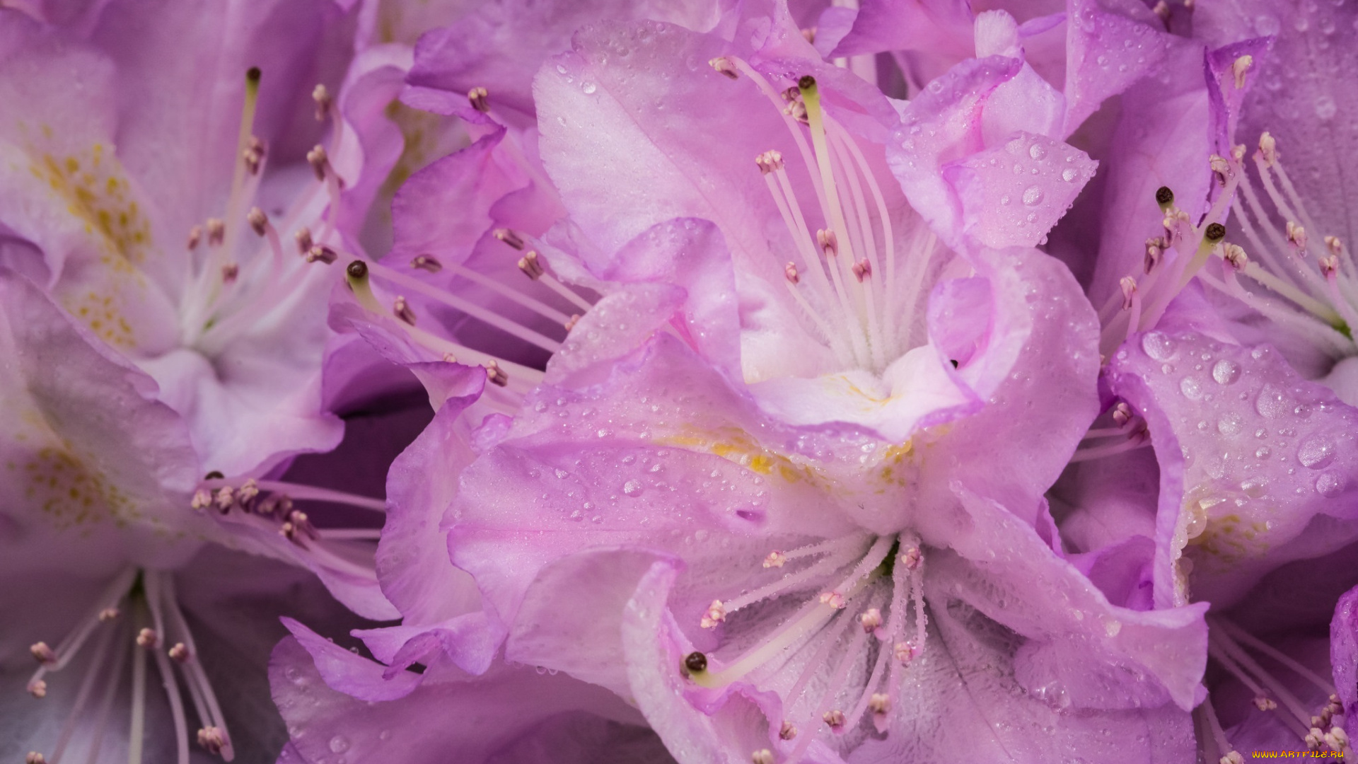 цветы, рододендроны, , азалии, капли, лепестки, розовый, много, яркий, нежность, макро, цвет