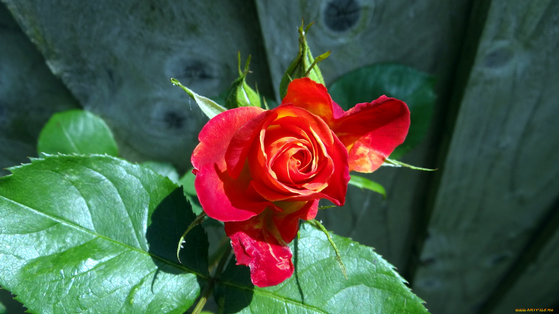 цветы, розы, бутон