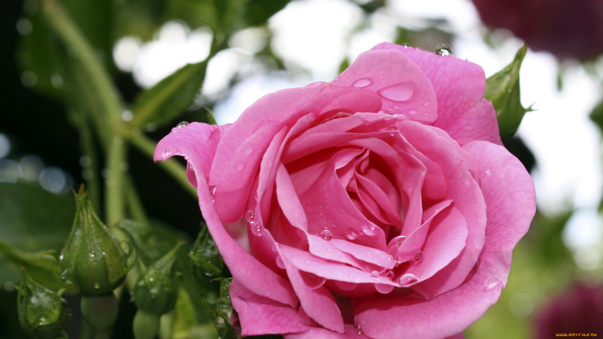 цветы, розы, капли