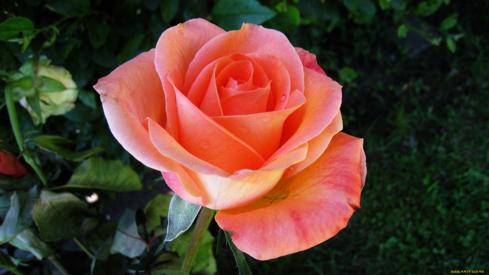 цветы, розы, одиночка