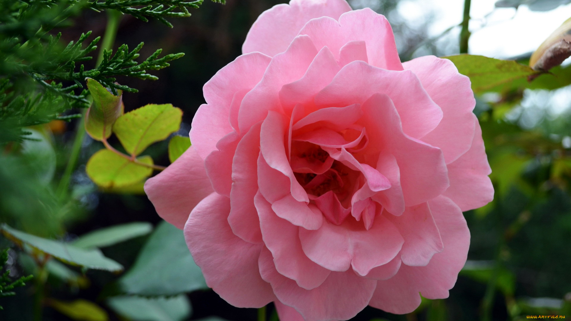 цветы, розы, розовый