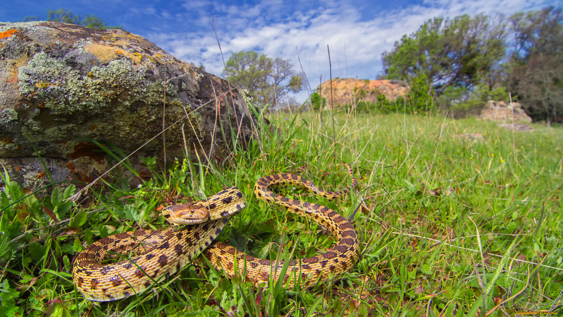 pacific, gopher, snake, животные, змеи, , питоны, , кобры, тихоокеанская, змея
