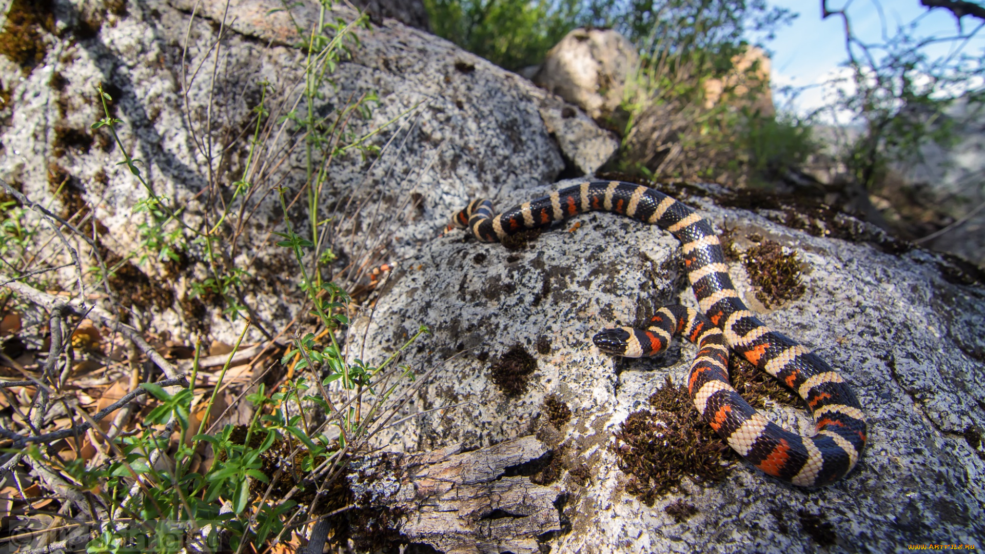 sierra, mountain, kingsnake, животные, змеи, , питоны, , кобры, королевская, змея