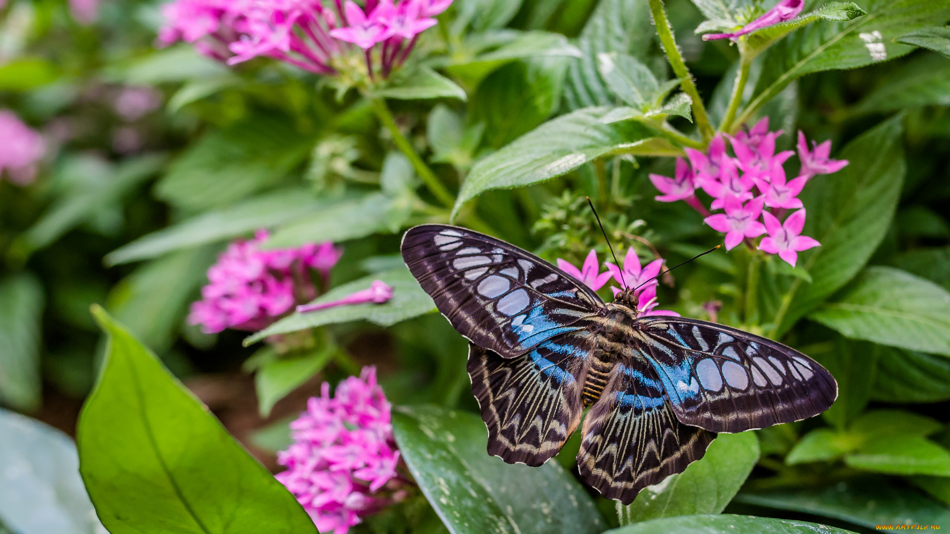 животные, бабочки, , мотыльки, , моли, бабочка