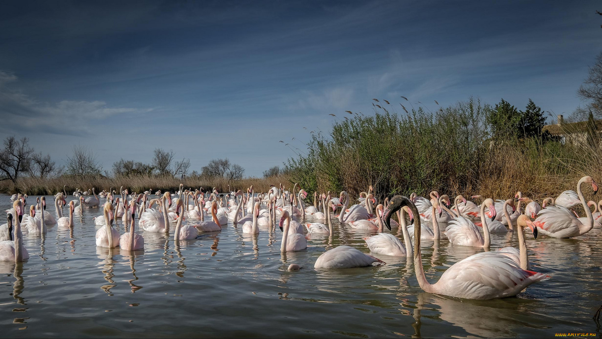 животные, фламинго, розовые