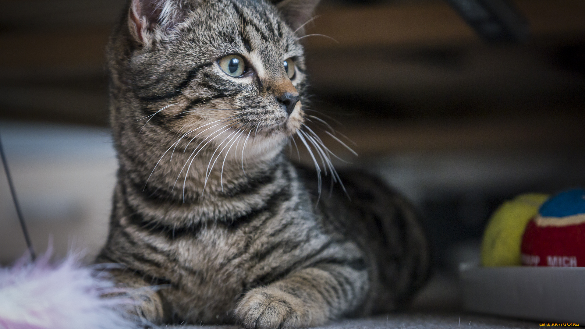 животные, коты, киса