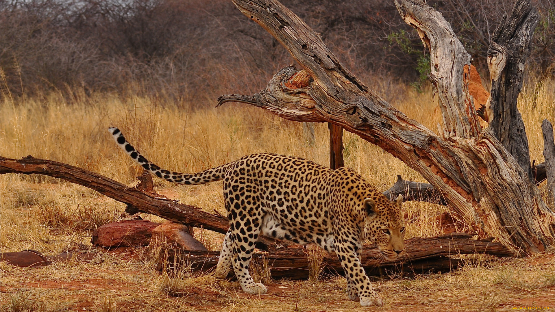 животные, леопарды, леопард, саванна
