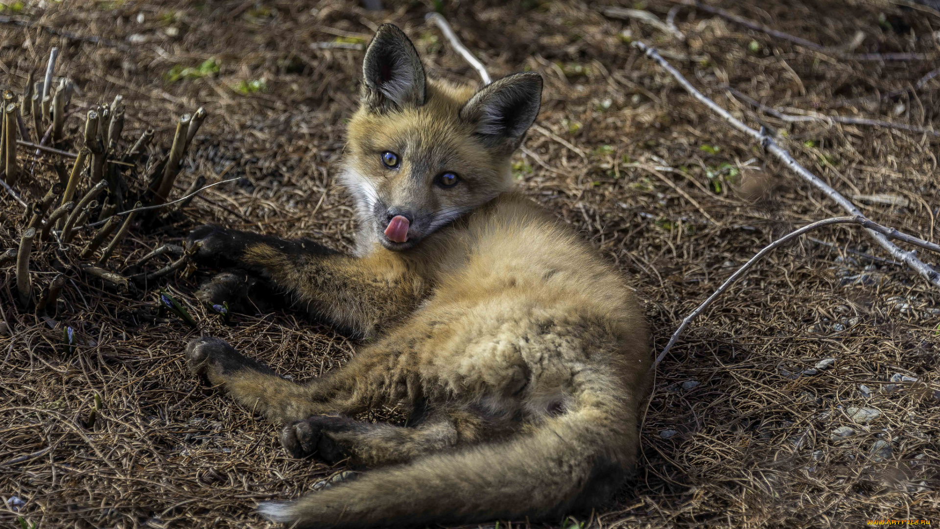 животные, лисы, лисенок