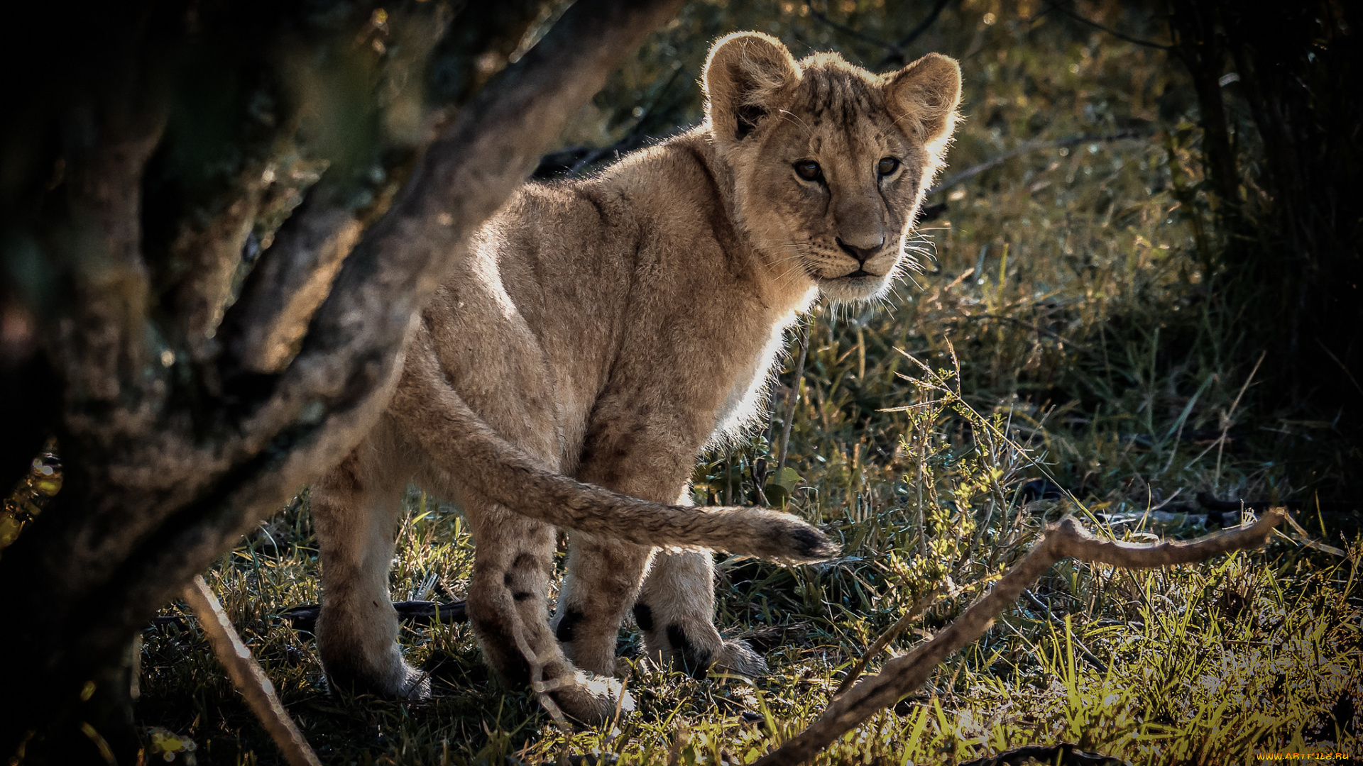 животные, львы, львенок