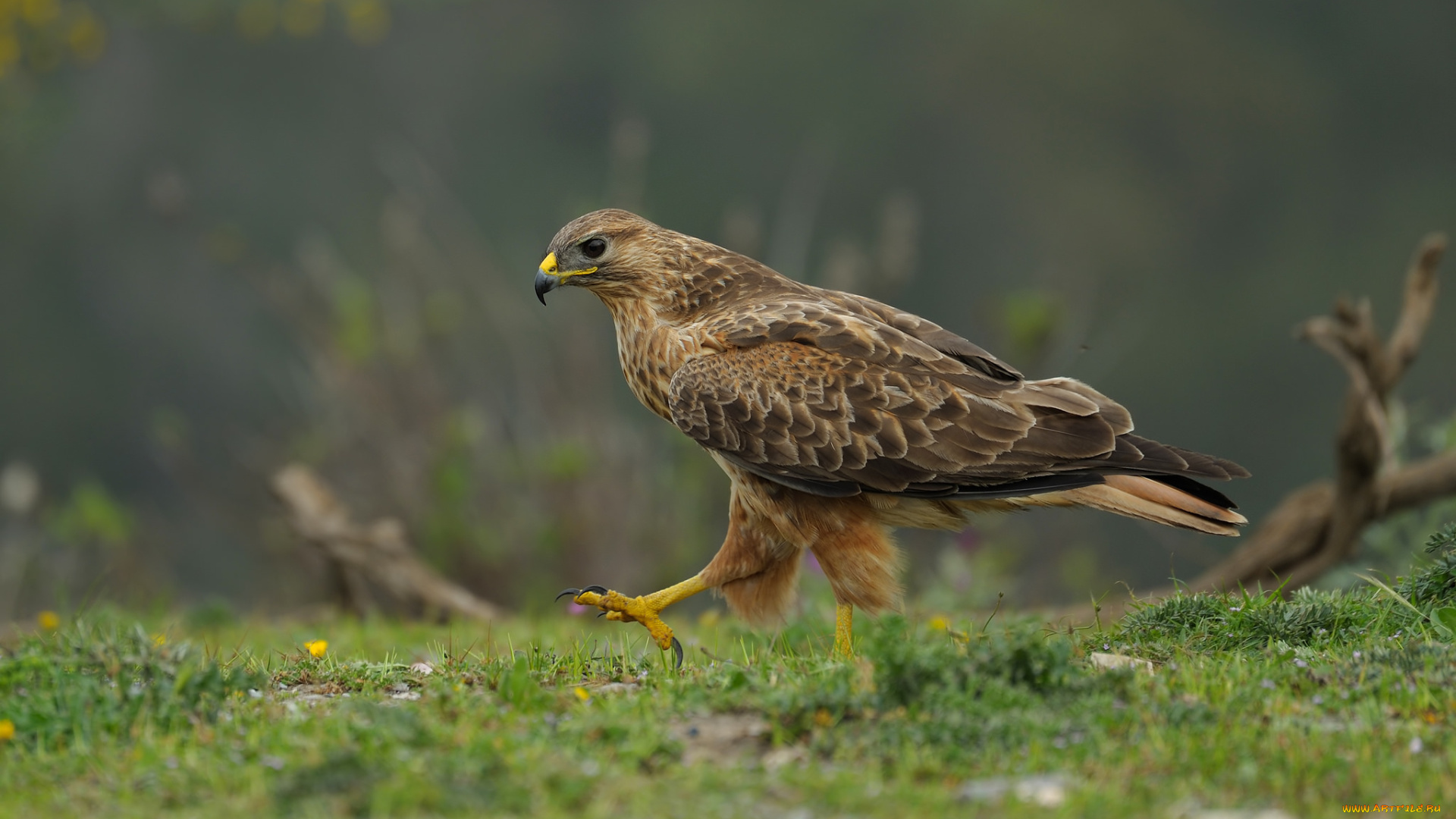 животные, птицы, -, хищники, канюк