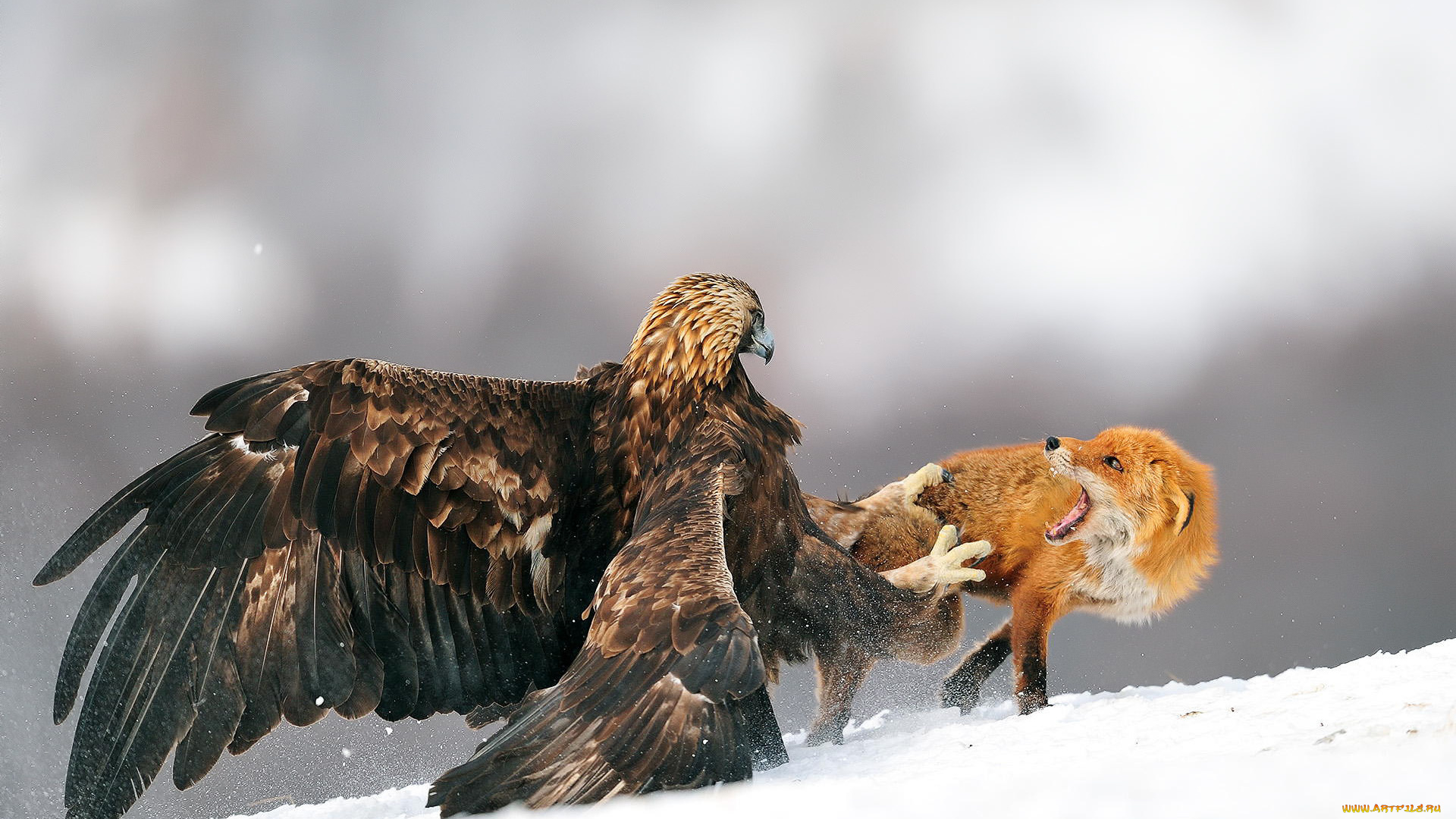 животные, разные, вместе, орел, битва, лиса, птица, снег, зима