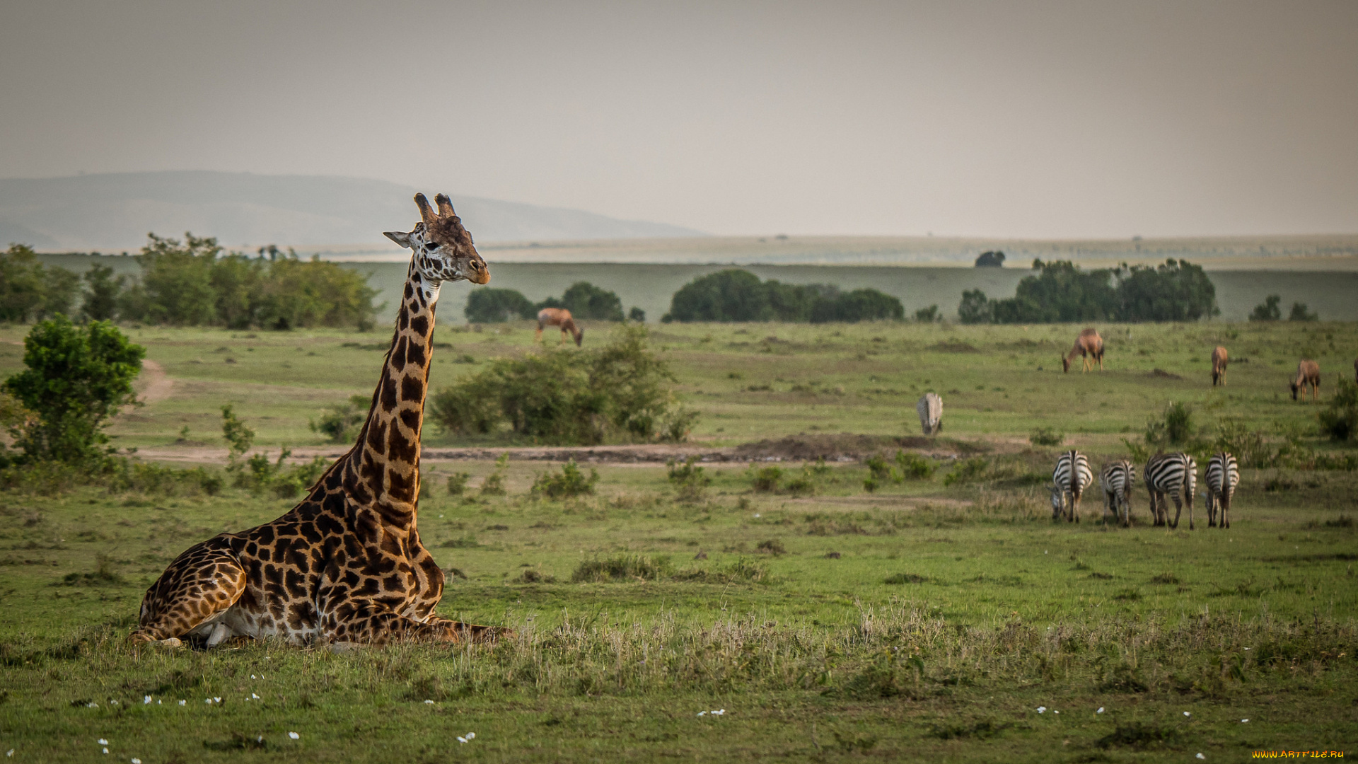 животные, разные, вместе, живность, саванна