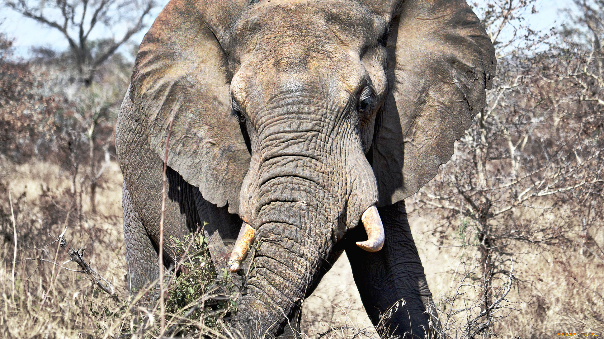 животные, слоны, слон, бивни