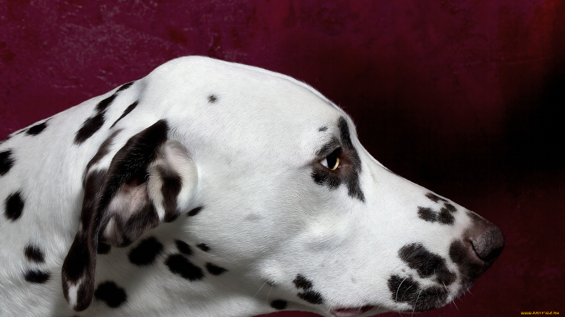 животные, собаки, фон, морда, собака