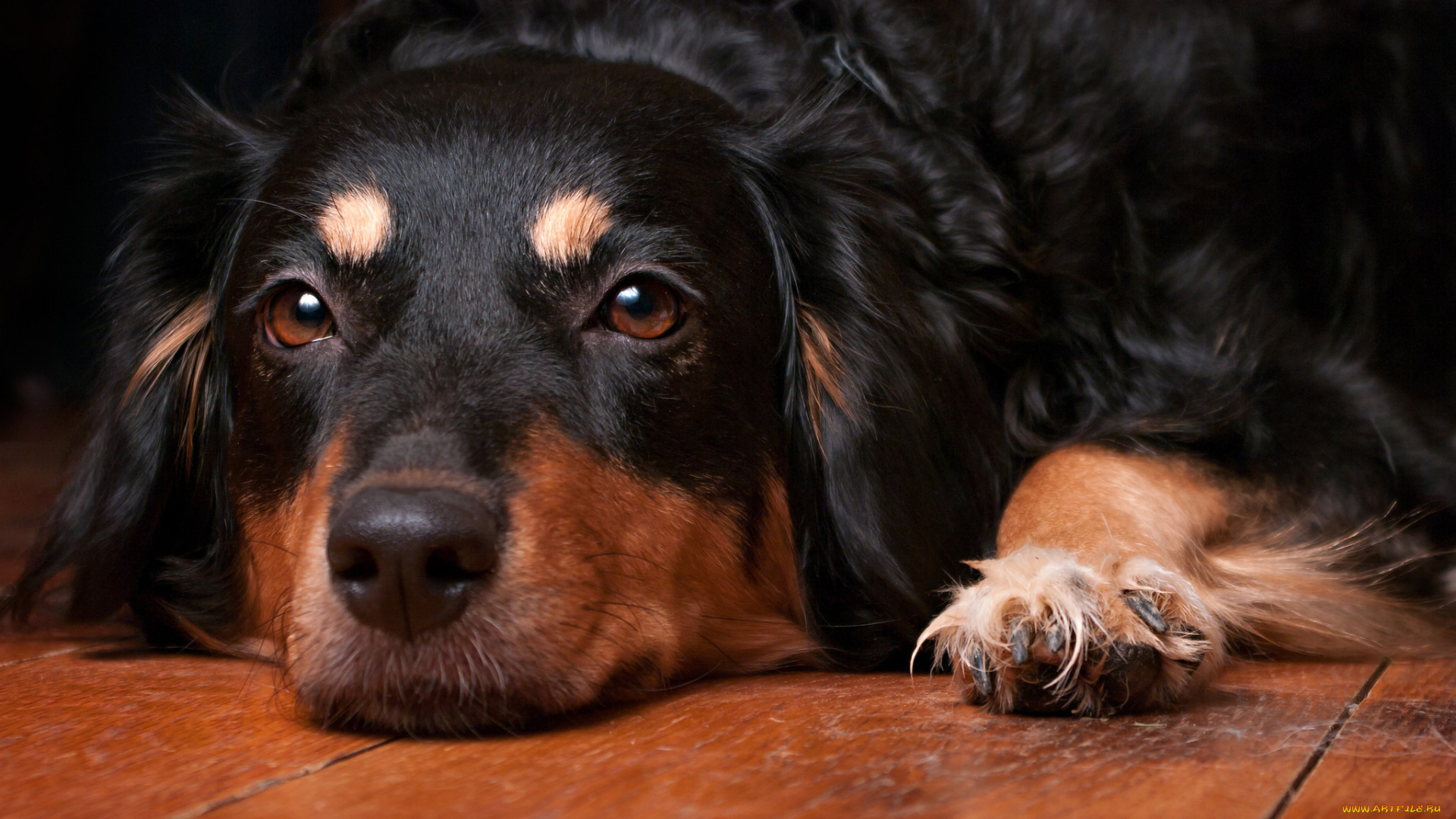 животные, собаки, пес