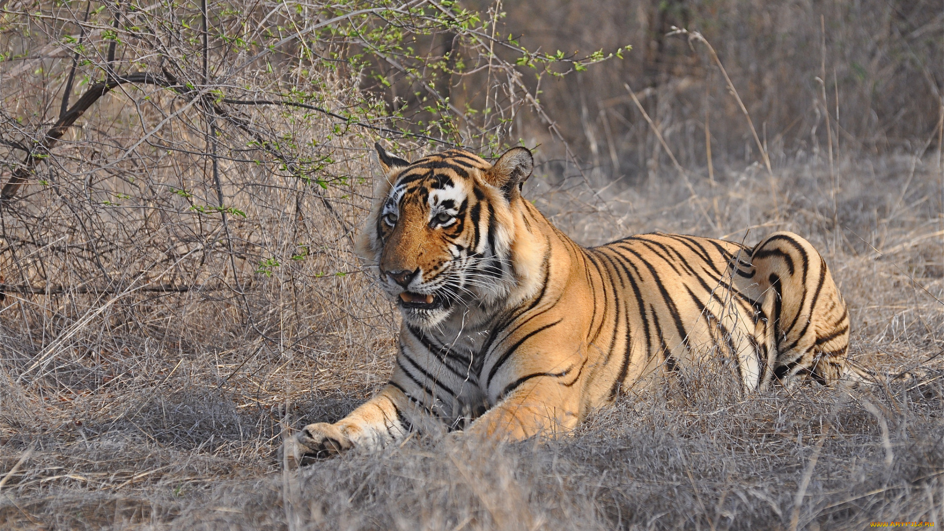 животные, тигры, тигр