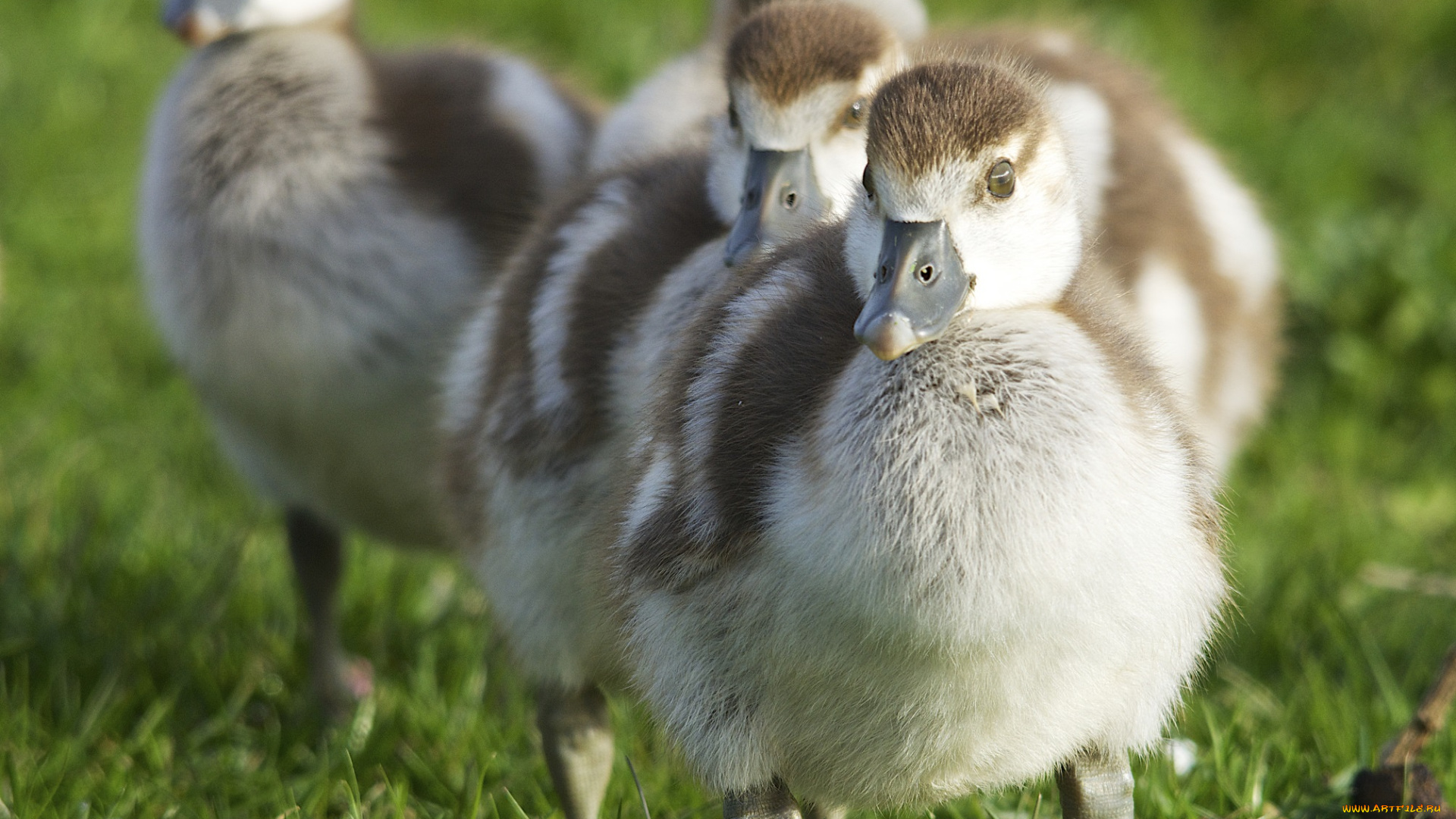животные, утки, трава, луг, утята, группа, цветы