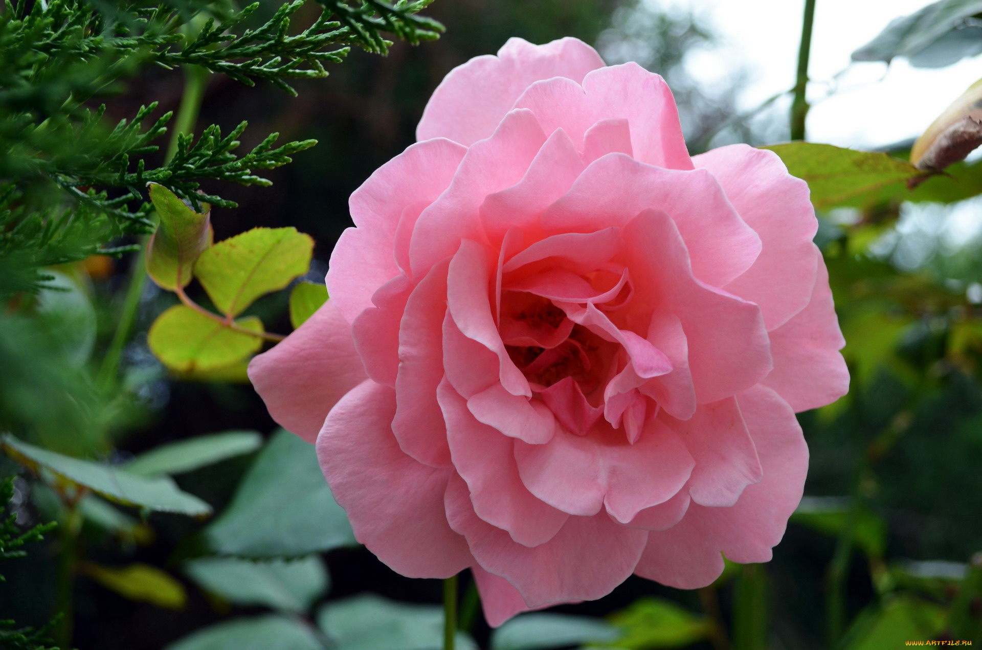 цветы, розы, розовый