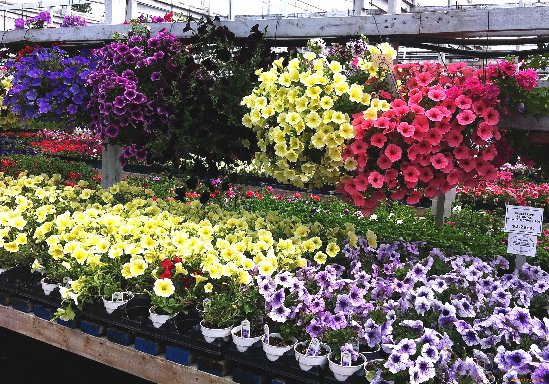 цветы, петунии, , калибрахоа, много