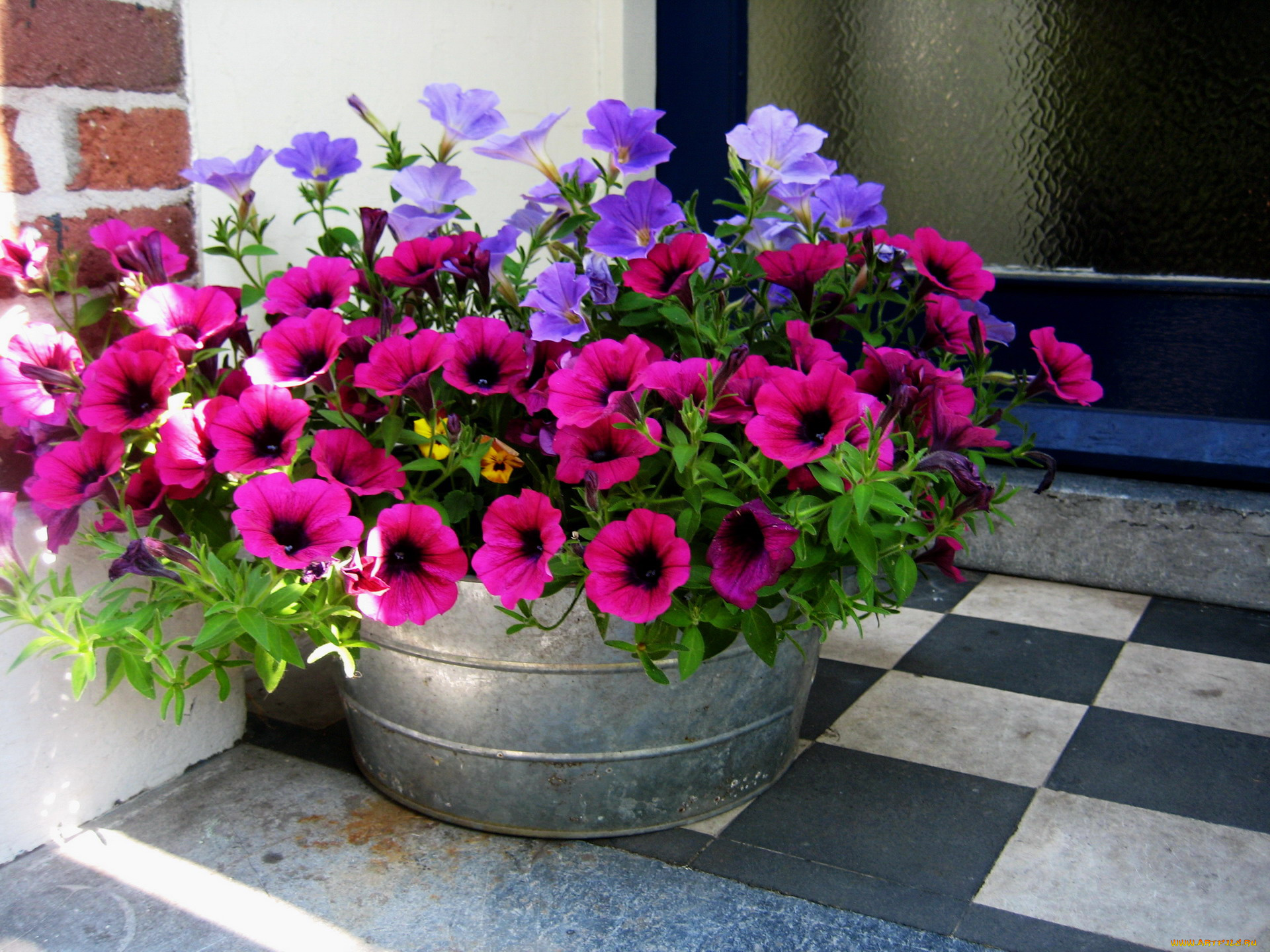 цветы, петунии, , калибрахоа, лиловый, малиновый