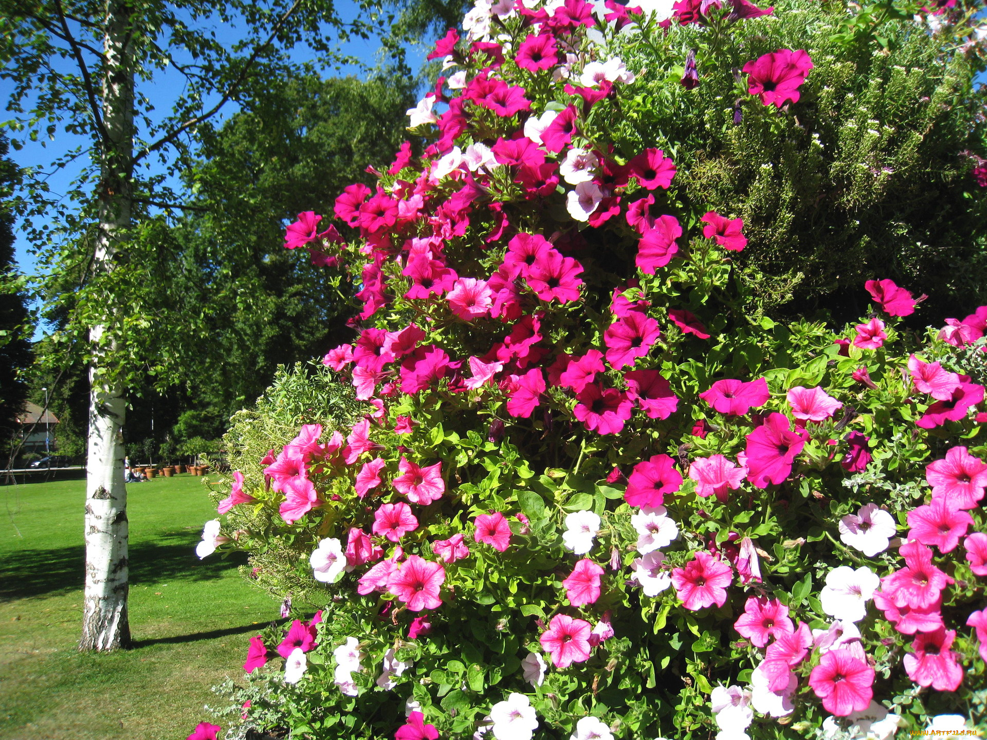 цветы, петунии, , калибрахоа, розовый