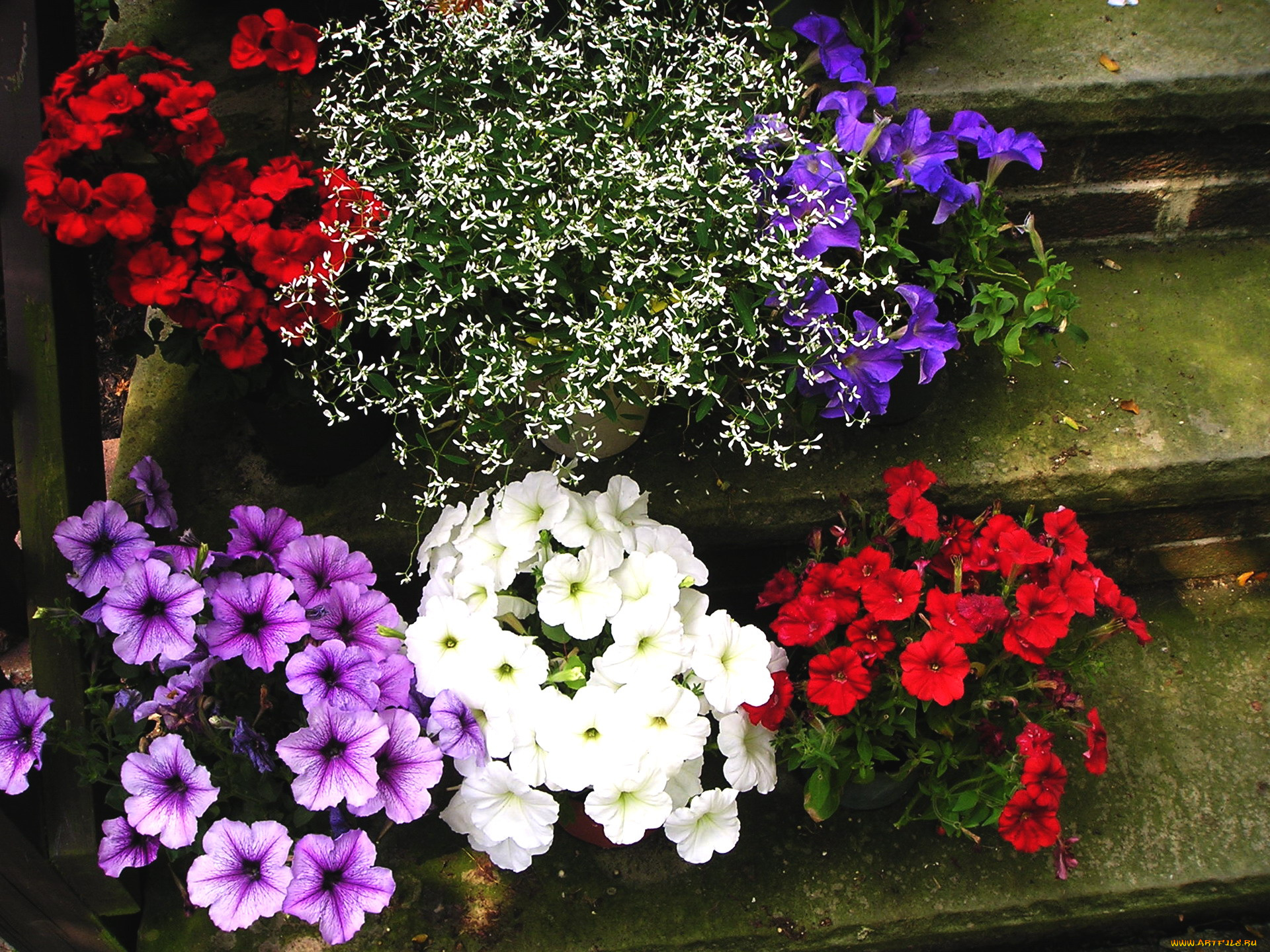 цветы, разные, вместе, красный, белый, синий