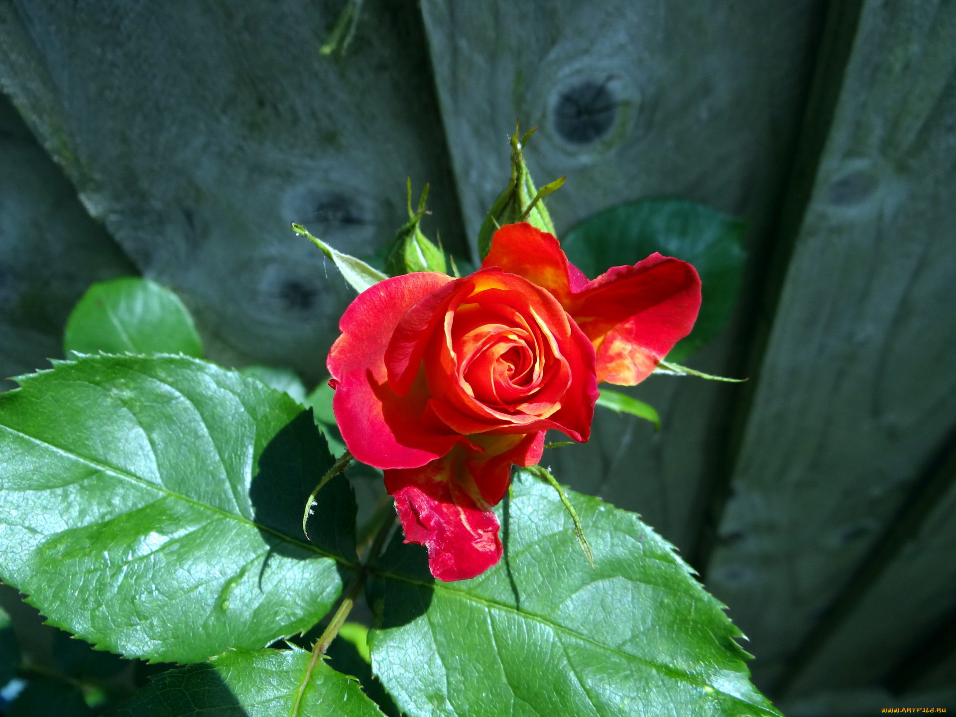 цветы, розы, бутон