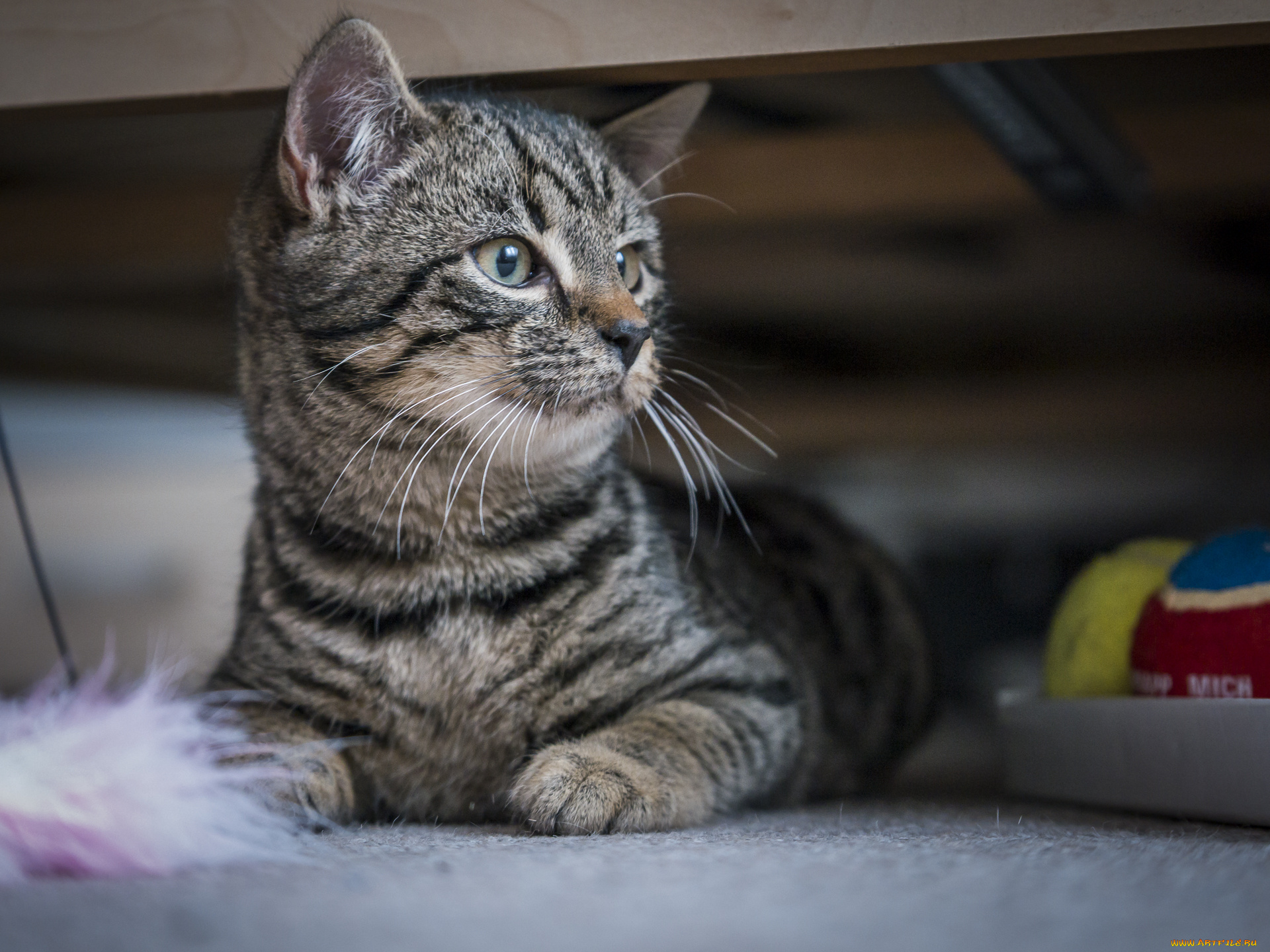 животные, коты, киса