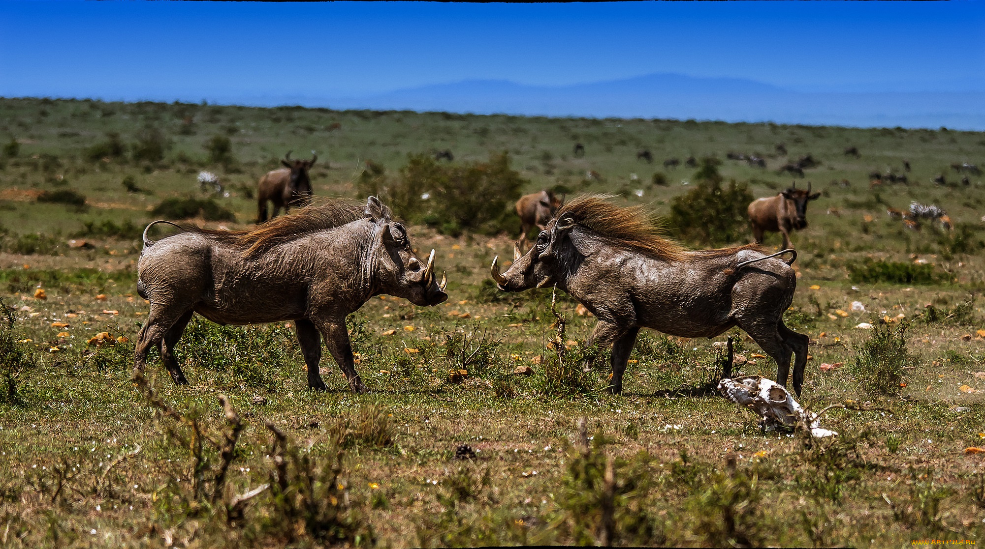 животные, свиньи, , кабаны, бородавочники
