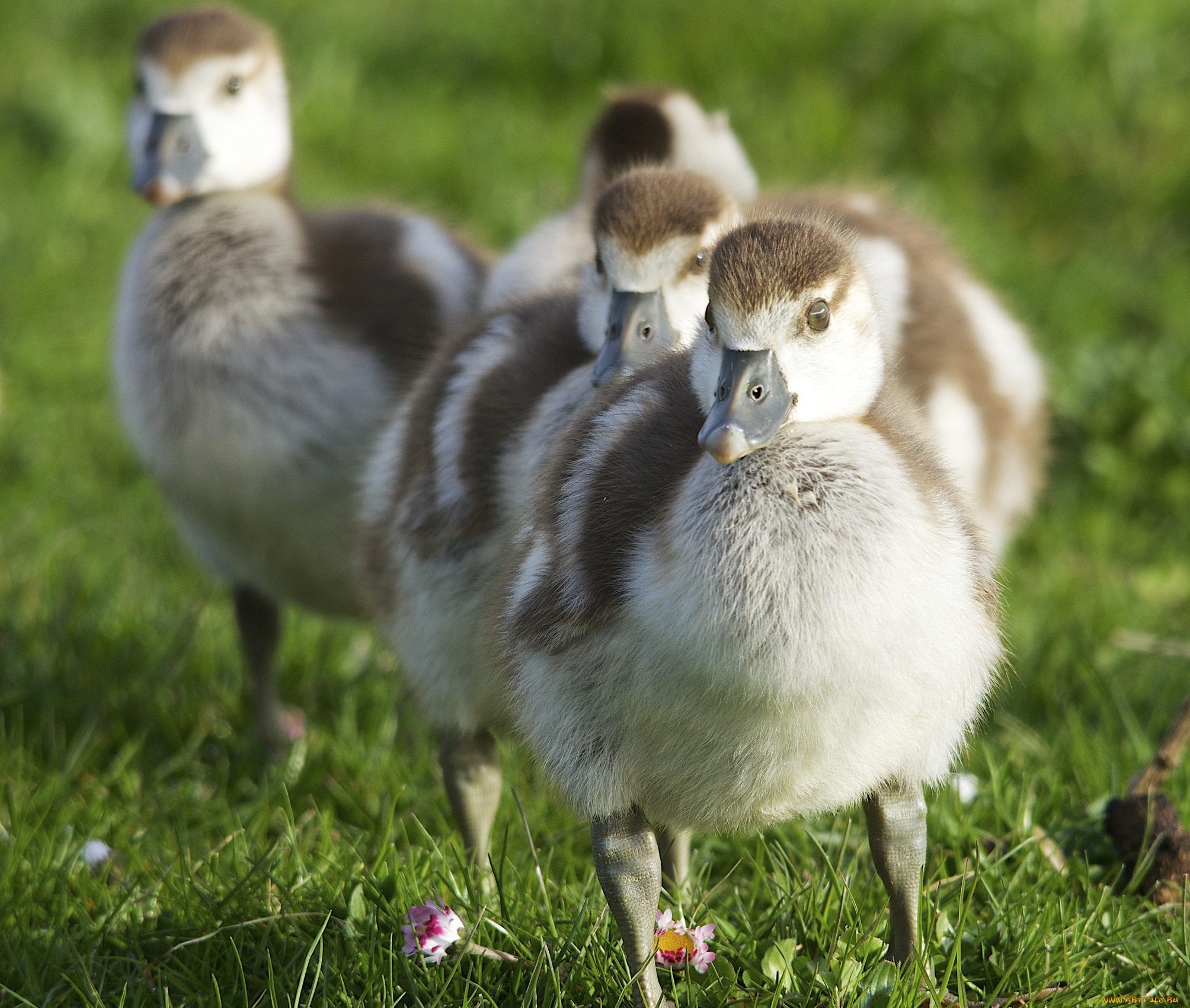 животные, утки, трава, луг, утята, группа, цветы