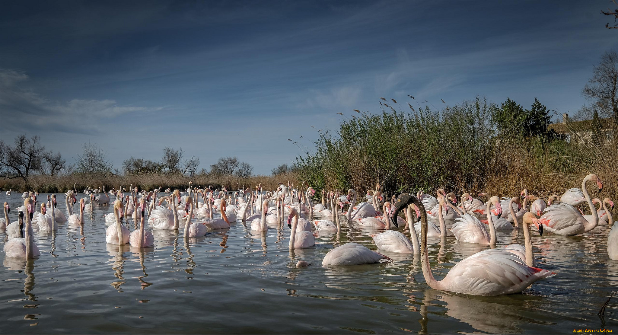 животные, фламинго, розовые