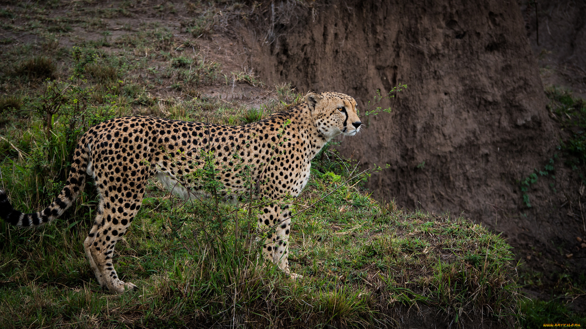 животные, гепарды, гепард