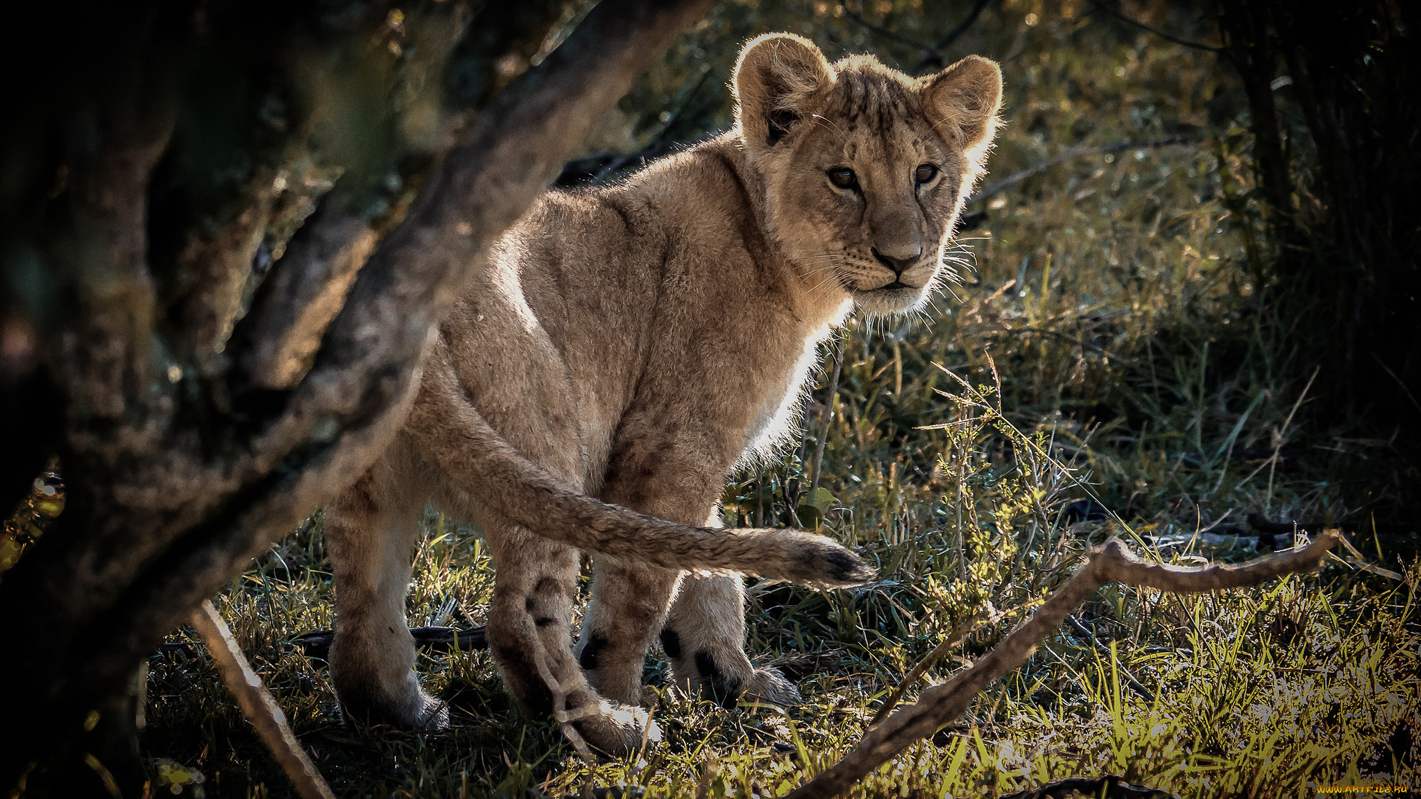 животные, львы, львенок