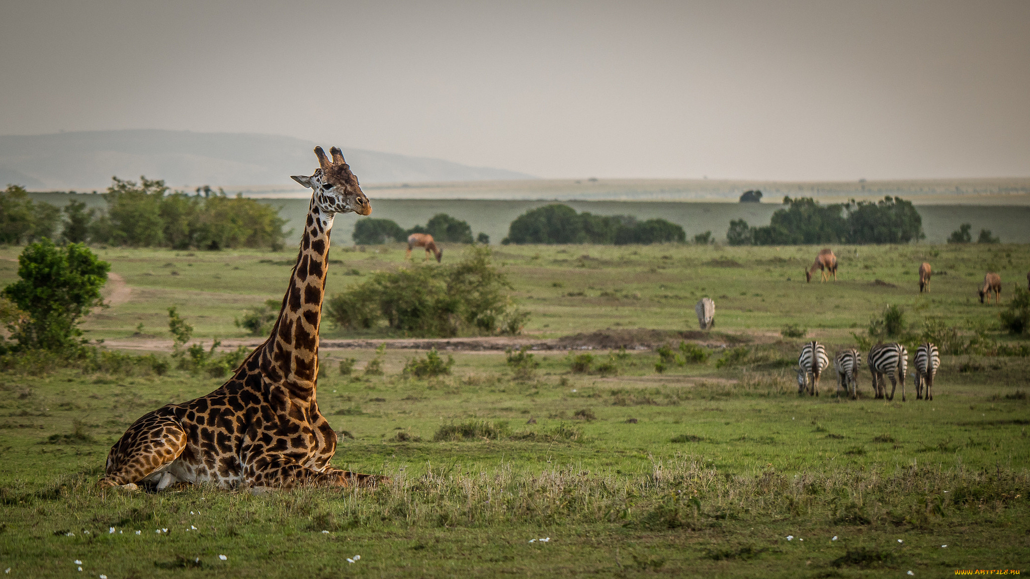 животные, разные, вместе, живность, саванна