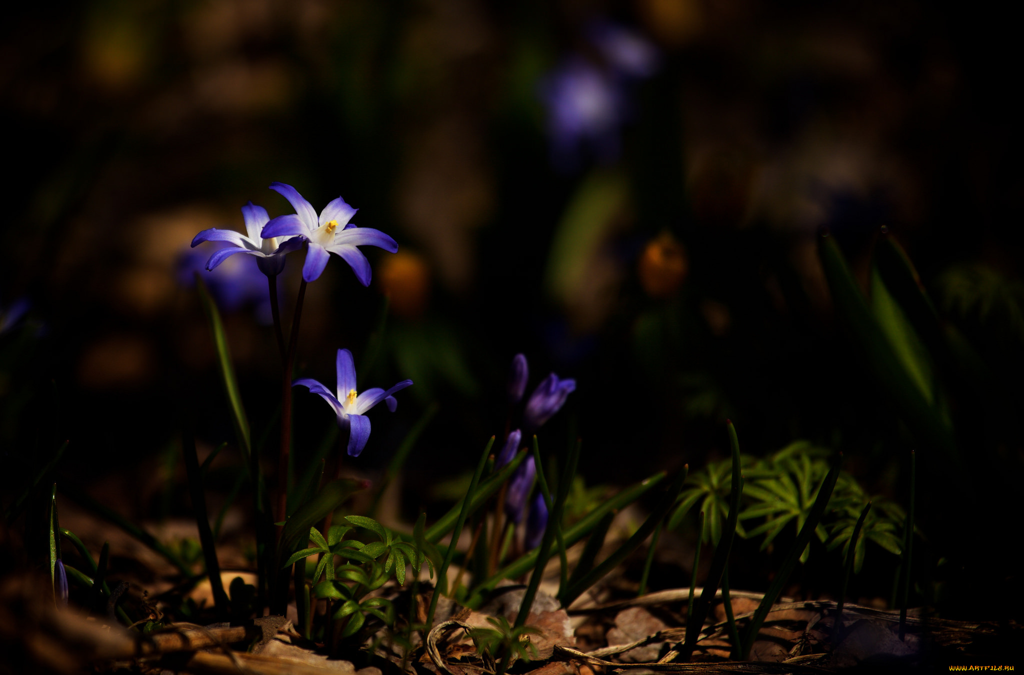 цветы, макро