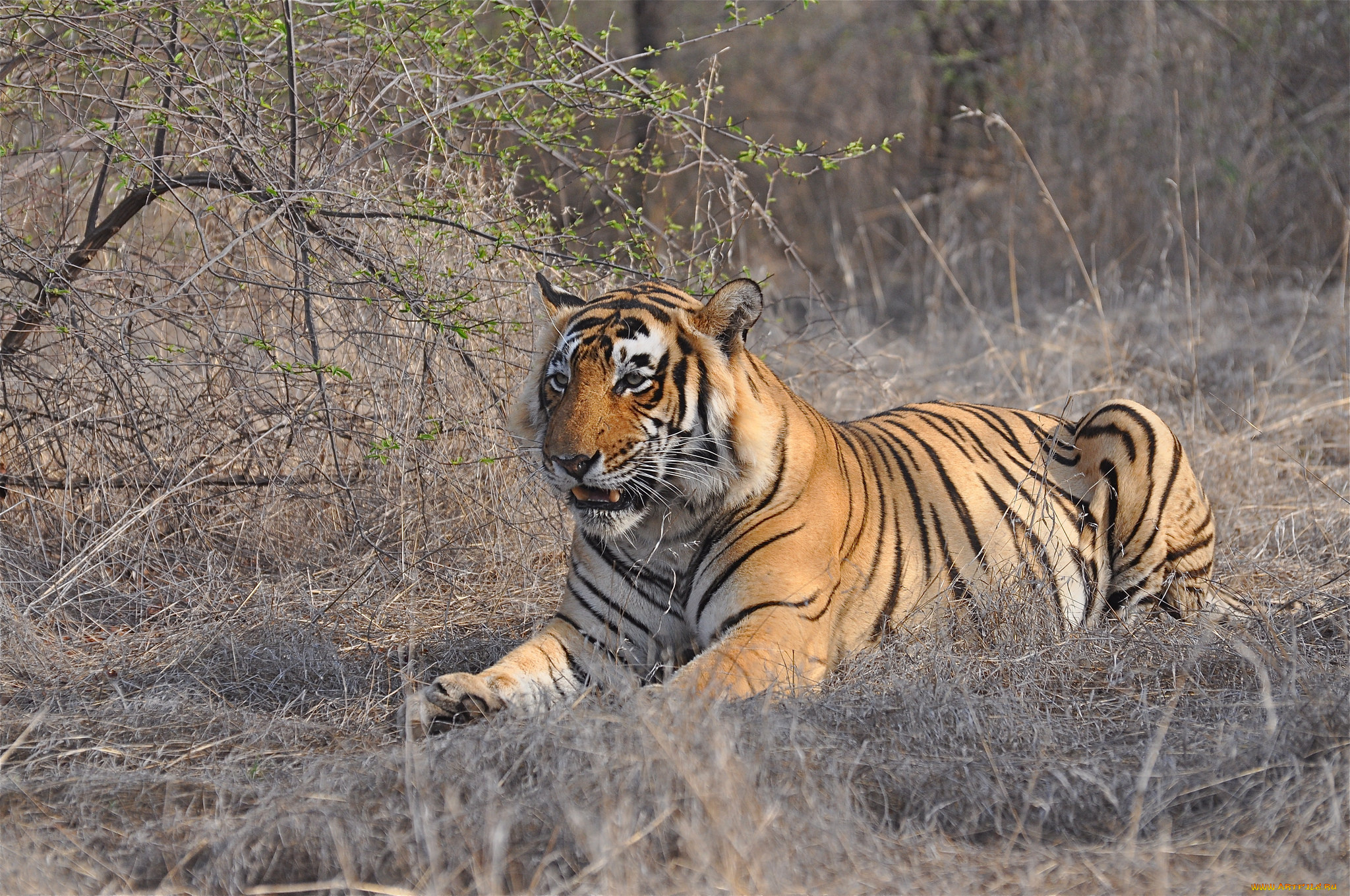 животные, тигры, тигр