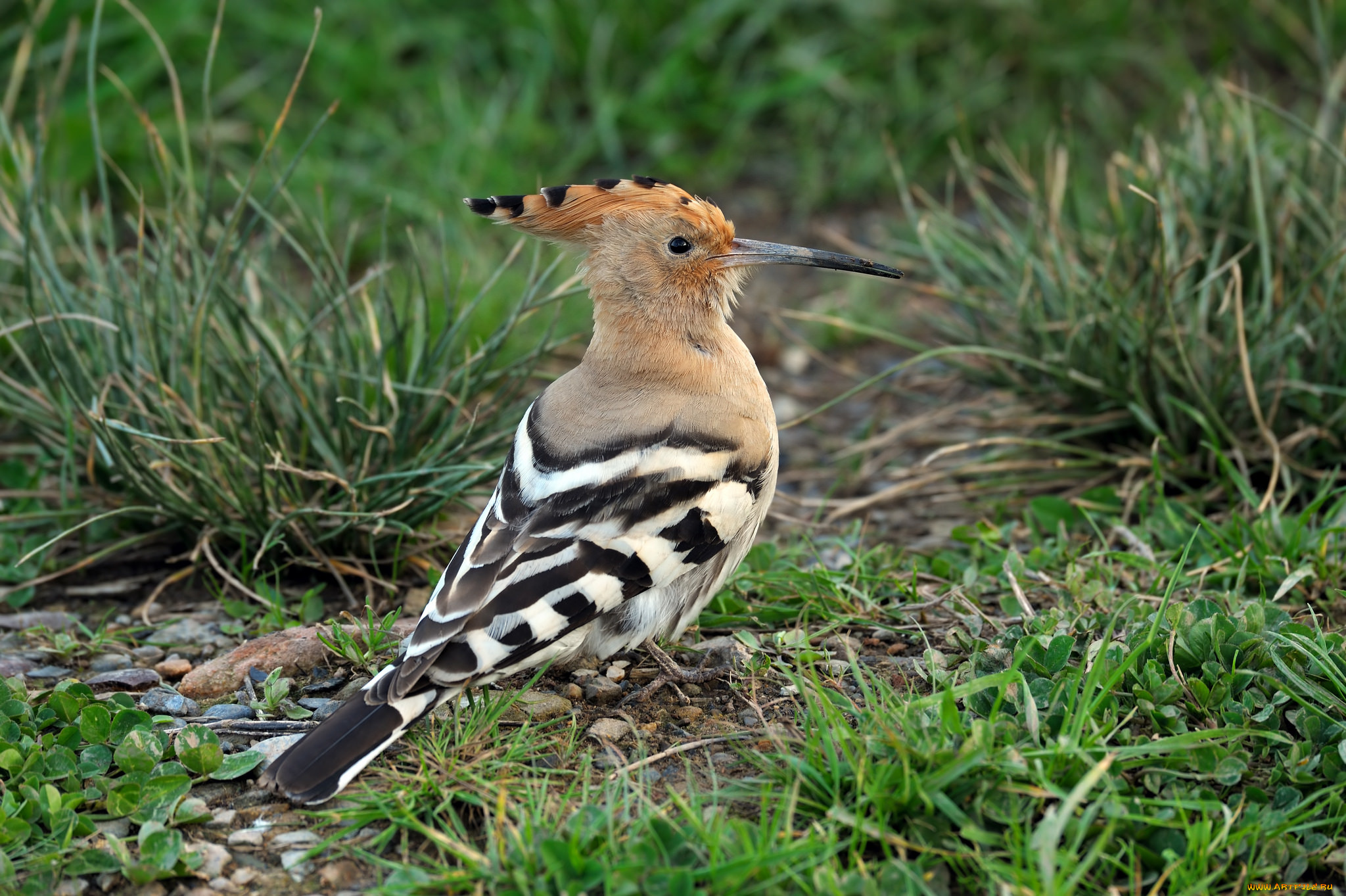 животные, удоды, удод