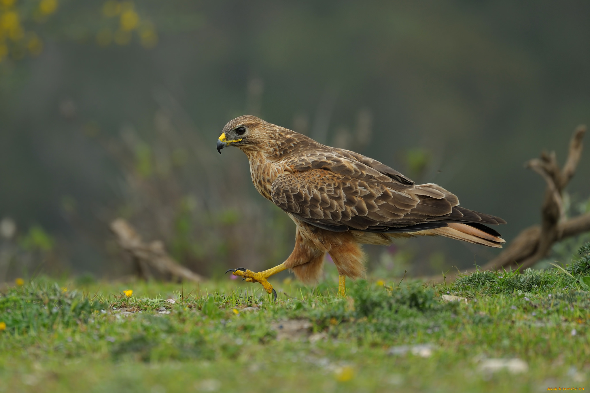 животные, птицы, -, хищники, канюк